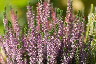 Erica Erica sfaturi utile