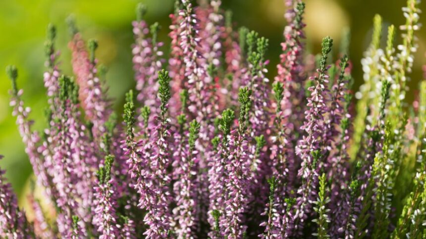 Erica Erica sfaturi utile