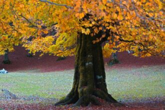 Fag Fagus sfaturi utile