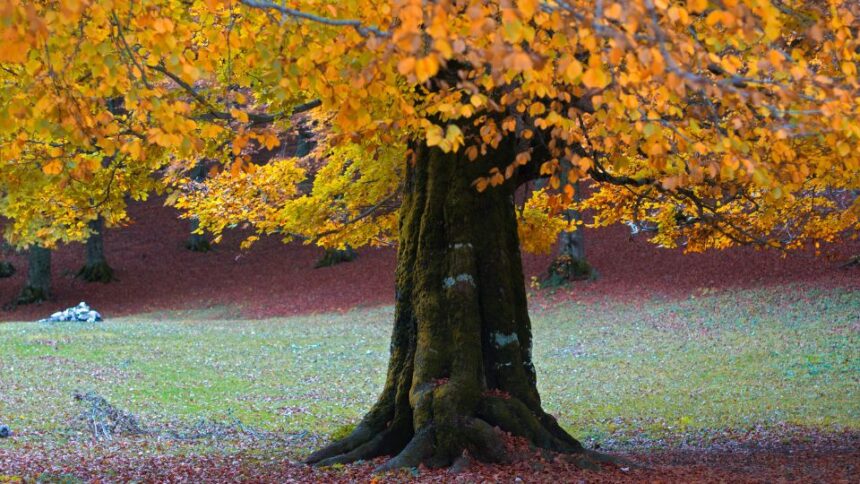 Fag Fagus sfaturi utile