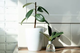 Ficus elastica Ficus elastica sfaturi utile