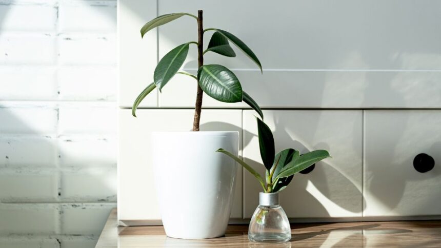 Ficus elastica Ficus elastica sfaturi utile