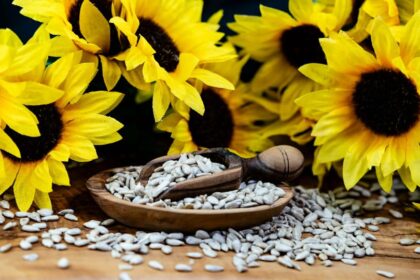 Floarea soarelui Helianthus sfaturi utile