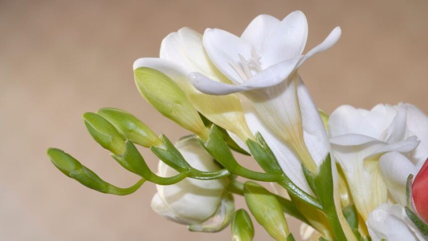 Frezie Freesia sfaturi utile