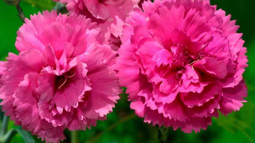 Garoafa Dianthus sfaturi utile