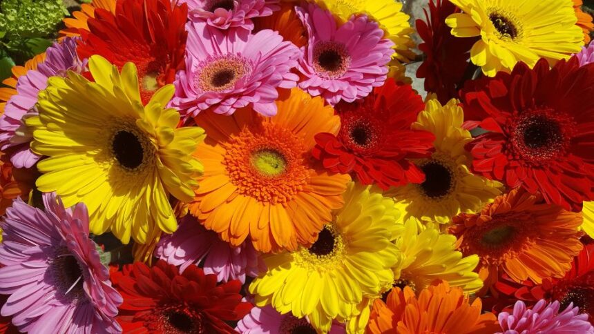 Gerbera Gerbera sfaturi utile