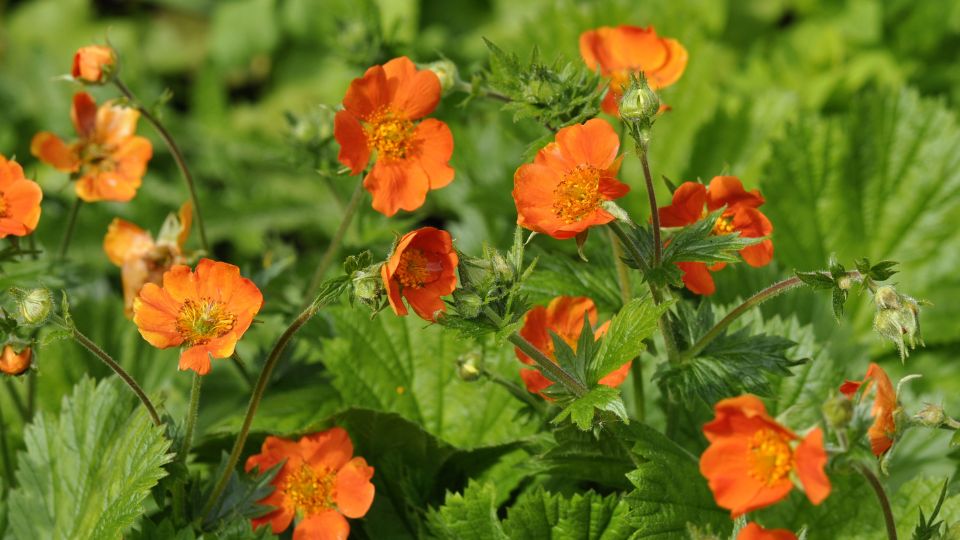 Geum (Avens)