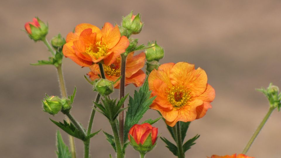 Geum (Avens)
