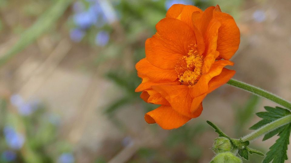 Geum (Avens)