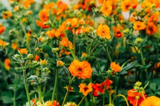 Geum Avens sfaturi utile