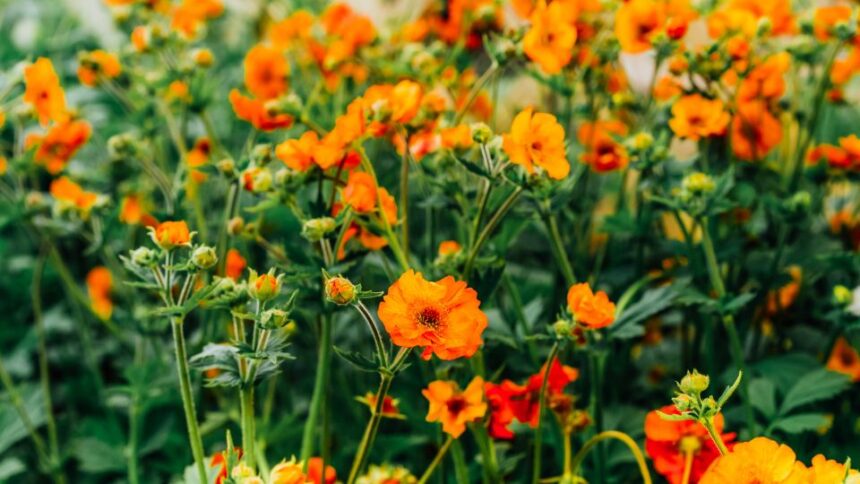 Geum Avens sfaturi utile