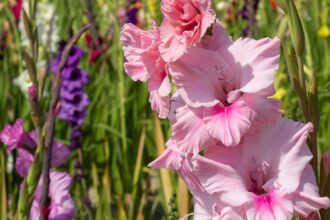 Gladiola Gladiolus sfaturi utile