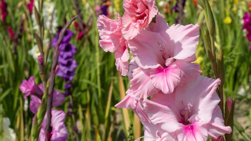 Gladiola Gladiolus sfaturi utile
