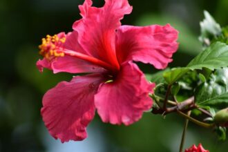 Hibiscus Hibiscus sfaturi utile