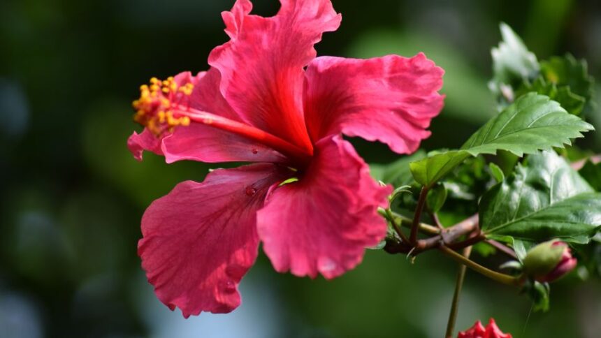 Hibiscus Hibiscus sfaturi utile