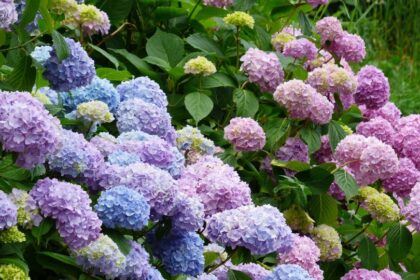 Hortensie Hydrangea sfaturi utile
