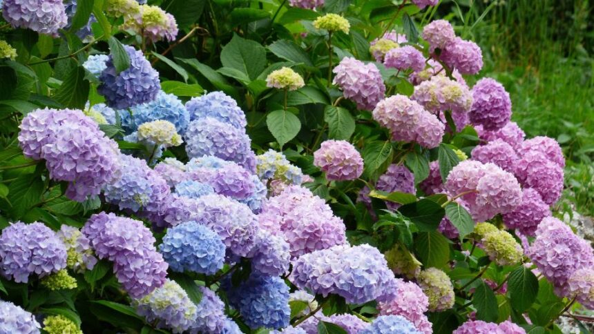 Hortensie Hydrangea sfaturi utile
