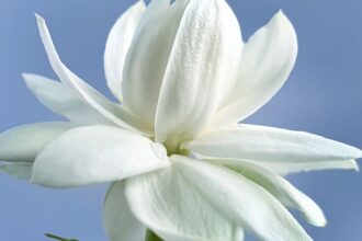 Iasomie Jasminum 1 sfaturi utile