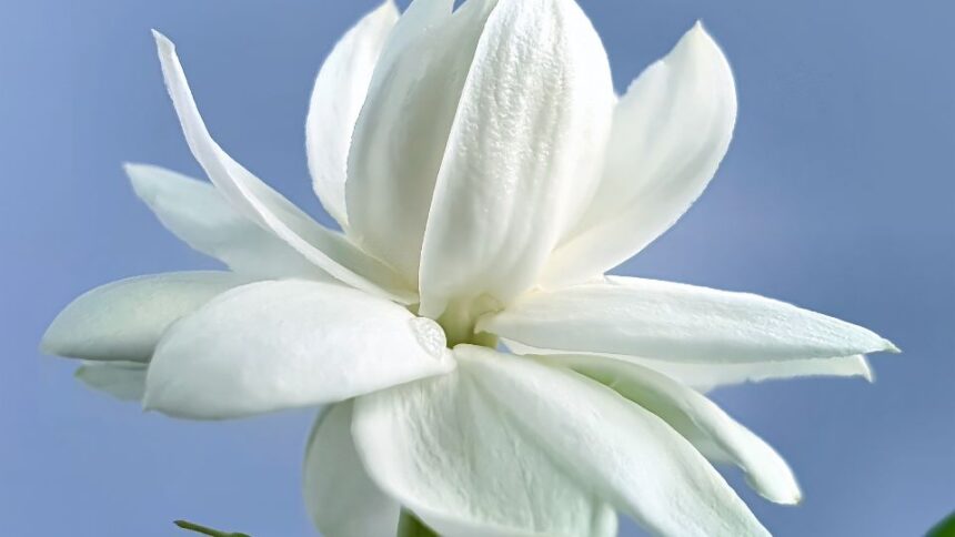 Iasomie Jasminum 1 sfaturi utile