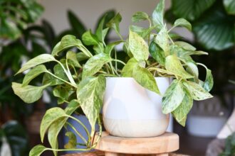 Iedera diavolului Epipremnum aureum sfaturi utile