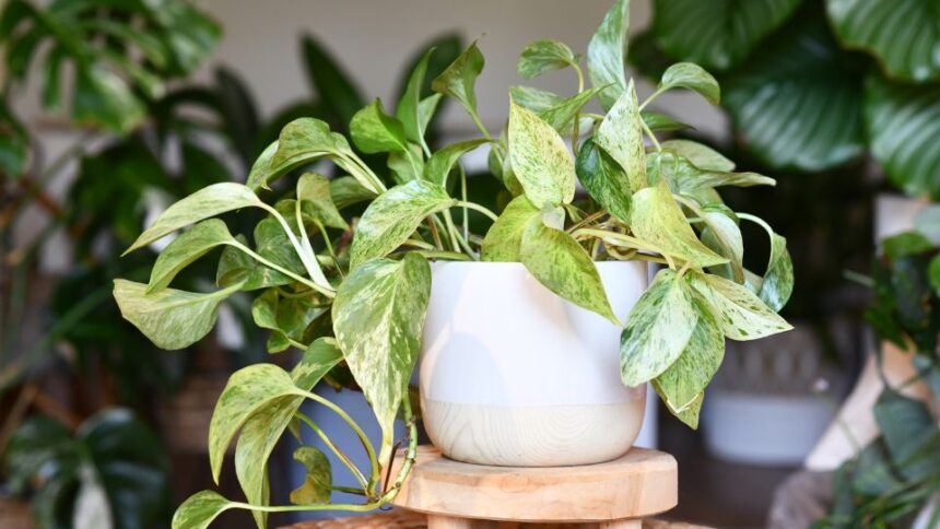 Iedera diavolului Epipremnum aureum sfaturi utile