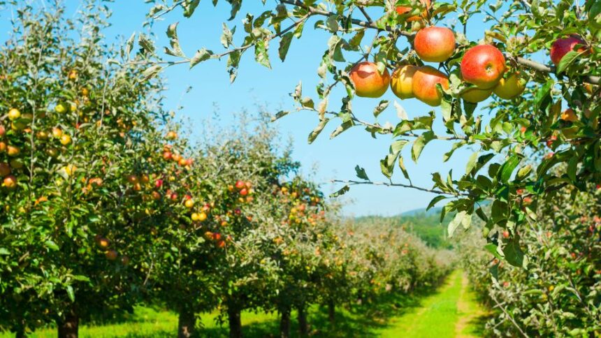 Intretinerea si vopsirea livezii. Ponturi Sfaturi Utile sfaturi utile