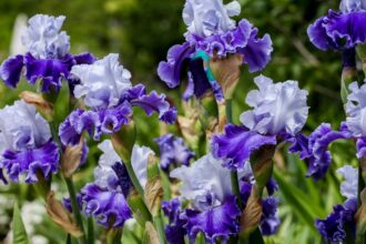 Iris Iris sfaturi utile