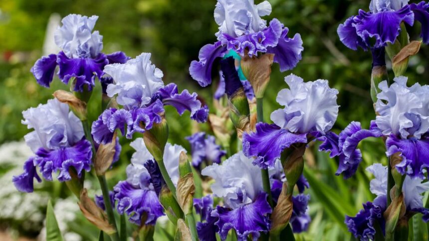 Iris Iris sfaturi utile
