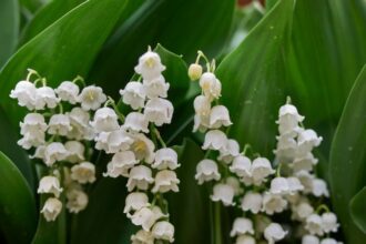 Lacramioara Convallaria majalis sfaturi utile