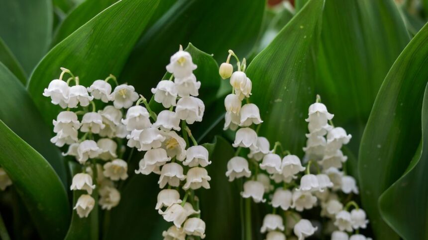 Lacramioara Convallaria majalis sfaturi utile