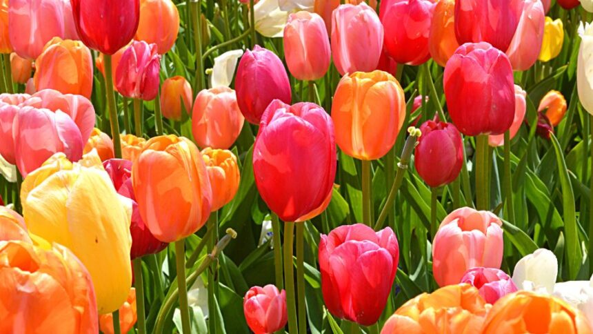 Lalea Tulipa 1 sfaturi utile