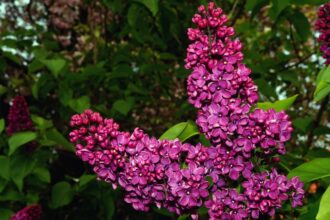 Liliac Syringa sfaturi utile