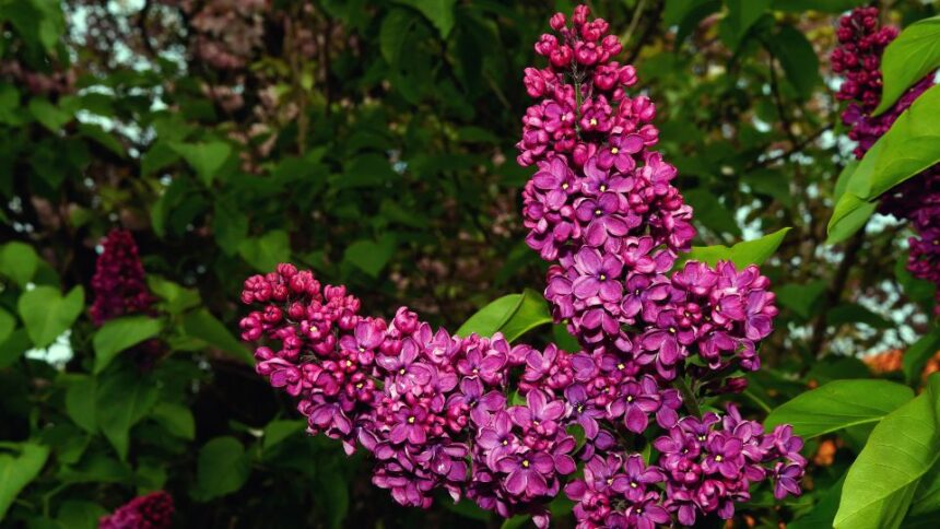 Liliac Syringa sfaturi utile