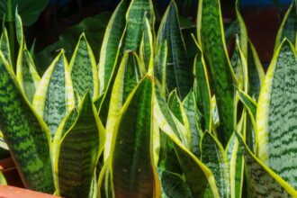 Limba soacrei Sansevieria trifasciata sfaturi utile
