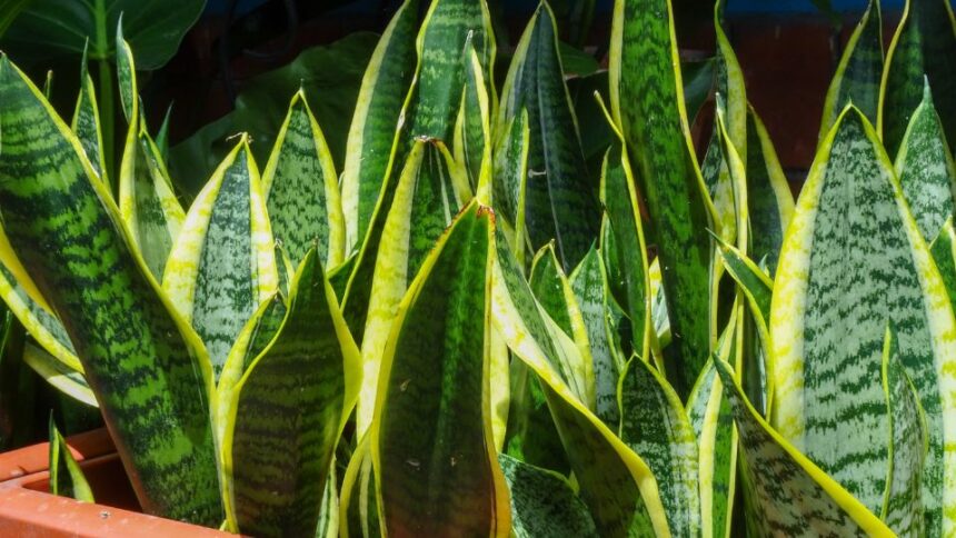 Limba soacrei Sansevieria trifasciata sfaturi utile
