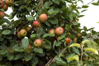 Mar Malus domestica sfaturi utile