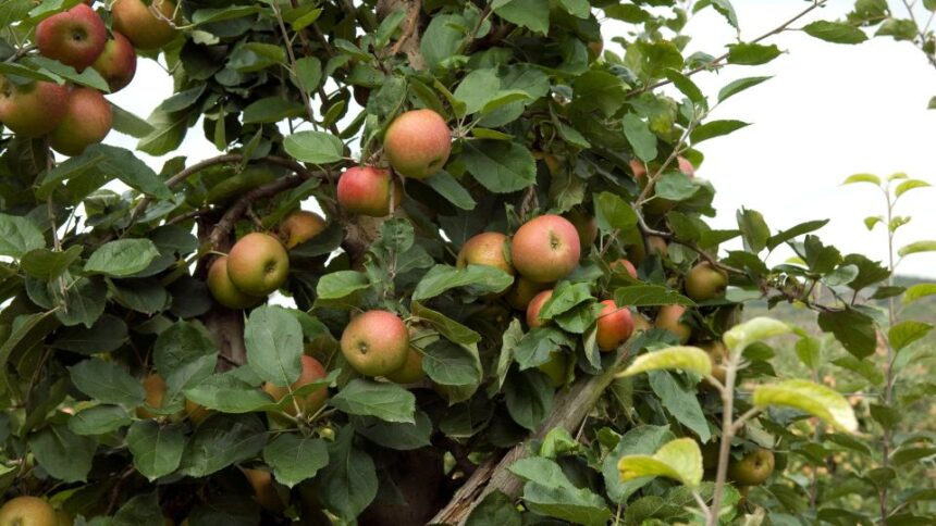 Mar Malus domestica sfaturi utile