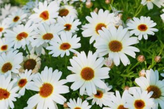 Margareta Leucanthemum sfaturi utile