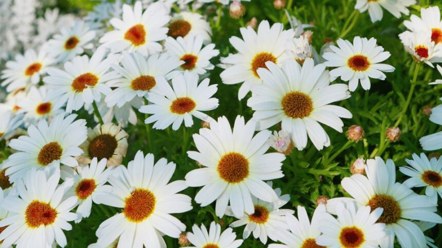 Margareta Leucanthemum sfaturi utile