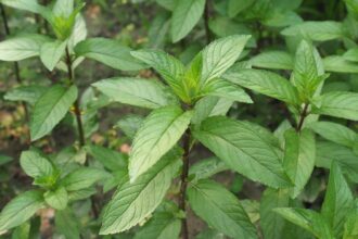 Menta Mentha piperita sfaturi utile