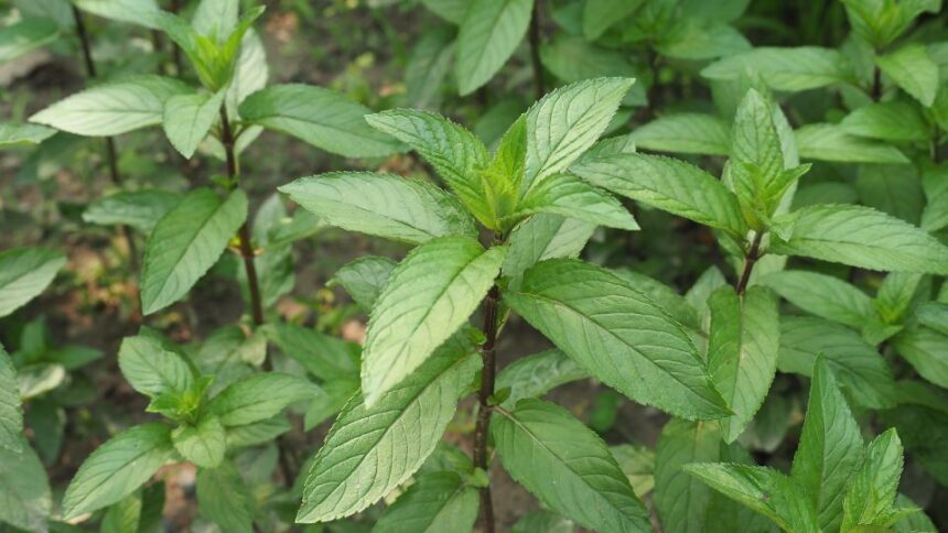Menta Mentha piperita sfaturi utile