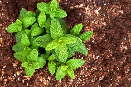 Menta creata Mentha spicata sfaturi utile