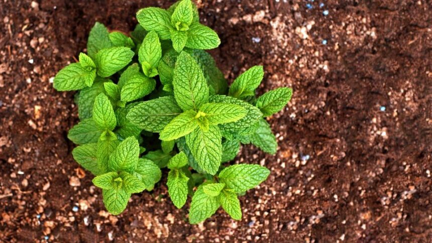 Menta creata Mentha spicata sfaturi utile
