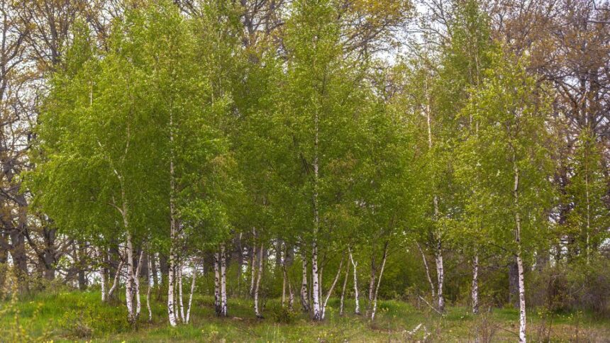 Mesteacan Betula sfaturi utile