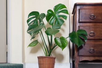 Monstera Monstera deliciosa sfaturi utile
