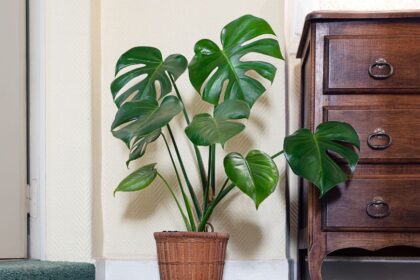 Monstera Monstera deliciosa sfaturi utile