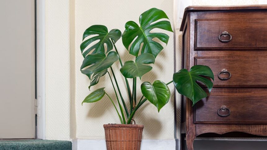 Monstera Monstera deliciosa sfaturi utile