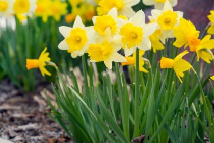 Narcisa Narcissus sfaturi utile