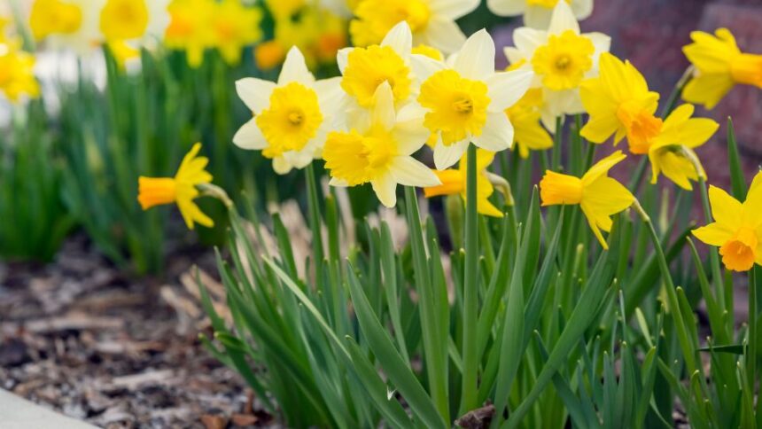 Narcisa Narcissus sfaturi utile