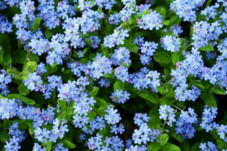 Nu ma uita Myosotis sfaturi utile